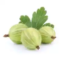 uva spina01