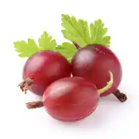 uva spina4