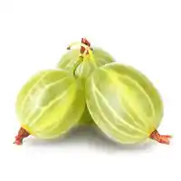 uva spina3