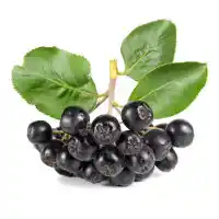 Aronia