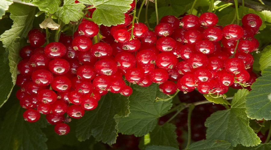 vivaio di cespugli di frutta piantine uva spina chokeberry chokeberry ribes lampone in Polonia   03