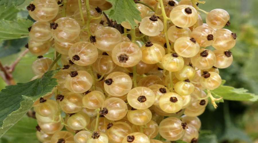 vivaio di cespugli di frutta piantine uva spina chokeberry chokeberry ribes lampone in Polonia   05