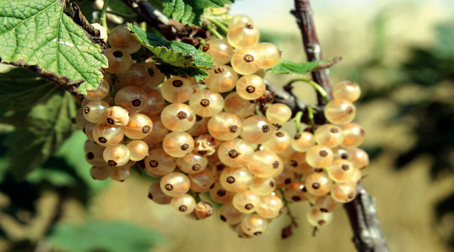 vivaio di cespugli di frutta piantine uva spina chokeberry chokeberry ribes lampone in Polonia   06