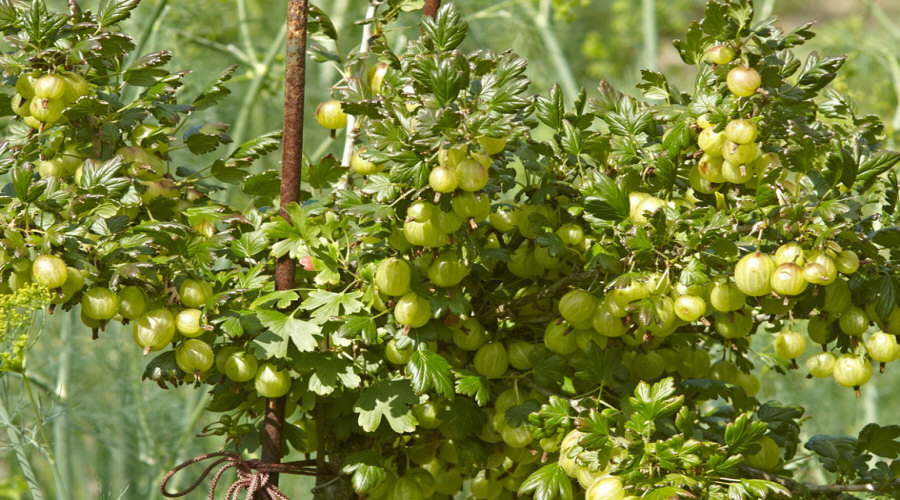 vivaio di cespugli di frutta piantine uva spina chokeberry chokeberry ribes lampone in Polonia   10