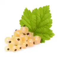 ribes1