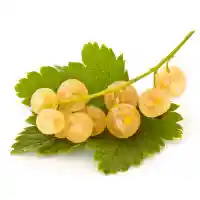 ribes1