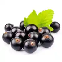 ribes5