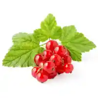 ribes3