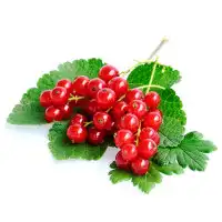 ribes2